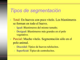 Tipos de segmentación
• Total: En huevos con poco vitelo. Los blastómeros
se forman en todo el huevo.
• Igual: Blastómeros del mismo tamaño.
• Desigual: Blastómeros más grandes en el polo
vegetativo.
• Parcial: Mucho vitelo. Segmentación sólo en el
polo animal.
• Discoidal: Típico de huevos telolecitos.
• Superficial: Típico de centrolecitos.
 