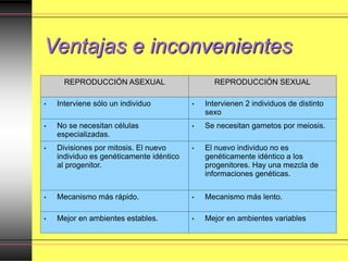 Ventajas e inconvenientes
REPRODUCCIÓN ASEXUAL REPRODUCCIÓN SEXUAL
• Interviene sólo un individuo • Intervienen 2 individuos de distinto
sexo
• No se necesitan células
especializadas.
• Se necesitan gametos por meiosis.
• Divisiones por mitosis. El nuevo
individuo es genéticamente idéntico
al progenitor.
• El nuevo individuo no es
genéticamente idéntico a los
progenitores. Hay una mezcla de
informaciones genéticas.
• Mecanismo más rápido. • Mecanismo más lento.
• Mejor en ambientes estables. • Mejor en ambientes variables
 