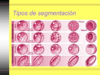 Tipos de segmentación
 