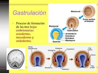 Gastrulación
• Proceso de formación
de las tres hojas
embrionarias:
ectodermo,
mesodermo y
endodermo.
 