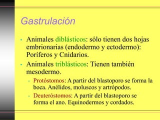 Gastrulación
• Animales diblásticos: sólo tienen dos hojas
embrionarias (endodermo y ectodermo):
Poríferos y Cnidarios.
• Animales triblásticos: Tienen también
mesodermo.
• Protóstomos: A partir del blastoporo se forma la
boca. Anélidos, moluscos y artrópodos.
• Deuteróstomos: A partir del blastoporo se
forma el ano. Equinodermos y cordados.
 