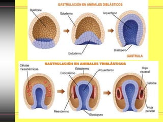 GASTRULACIÓN EN ANIMALES TRIBLÁSTICOS
 