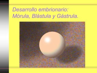 Desarrollo embrionario:
Mórula, Blástula y Gástrula.
 