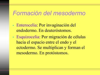 Formación del mesodermo
• Enterocelia: Por invaginación del
endodermo. En deuteróstomos.
• Esquizocelia: Por migración de células
hacia el espacio entre el endo y el
ectodermo. Se multiplican y forman el
mesodermo. En protóstomos.
 