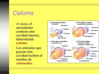 Celoma
• A veces, el
mesodermo
contiene una
cavidad interior,
denominada
celoma.
• Los animales que
poseen esta
cavidad reciben el
nombre de
celomados.
 