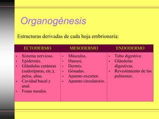 Organogénesis
ECTODERMO MESODERMO ENDODERMO
• Sistema nervioso.
• Epidermis.
• Glándulas cutáneas
(sudoríparas, etc.),
pelos, uñas.
• Cavidad bucal y
anal.
• Fosas nasales.
• Músculos.
• Huesos.
• Dermis.
• Gónadas.
• Aparato excretor.
• Aparato circulatorio.
• Tubo digestivo
• Glándulas
digestivas.
• Revestimiento de los
pulmones.
Estructuras derivadas de cada hoja embrionaria:
 