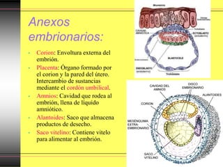 Anexos
embrionarios:
• Corion: Envoltura externa del
embrión.
• Placenta: Órgano formado por
el corion y la pared del útero.
Intercambio de sustancias
mediante el cordón umbilical.
• Amnios: Cavidad que rodea al
embrión, llena de líquido
amniótico.
• Alantoides: Saco que almacena
productos de desecho.
• Saco vitelino: Contiene vitelo
para alimentar al embrión.
 