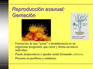 Reproducción asexual:
Gemación
• Formación de una “yema” o protuberancia en un
organismo progenitor, que crece y forma un nuevo
individuo.
• Puede desprenderse o quedar unido formando colonias.
• Presente en poríferos y cnidarios.
 