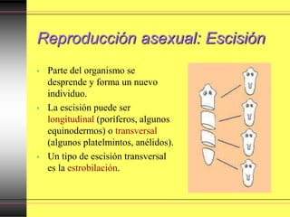 Reproducción asexual: Escisión
• Parte del organismo se
desprende y forma un nuevo
individuo.
• La escisión puede ser
longitudinal (poríferos, algunos
equinodermos) o transversal
(algunos platelmintos, anélidos).
• Un tipo de escisión transversal
es la estrobilación.
 