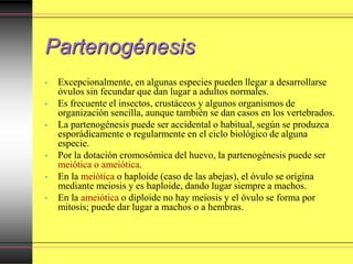 Partenogénesis
• Excepcionalmente, en algunas especies pueden llegar a desarrollarse
óvulos sin fecundar que dan lugar a adultos normales.
• Es frecuente el insectos, crustáceos y algunos organismos de
organización sencilla, aunque también se dan casos en los vertebrados.
• La partenogénesis puede ser accidental o habitual, según se produzca
esporádicamente o regularmente en el ciclo biológico de alguna
especie.
• Por la dotación cromosómica del huevo, la partenogénesis puede ser
meiótica o ameiótica.
• En la meiótica o haploide (caso de las abejas), el óvulo se origina
mediante meiosis y es haploide, dando lugar siempre a machos.
• En la ameiótica o diploide no hay meiosis y el óvulo se forma por
mitosis; puede dar lugar a machos o a hembras.
 