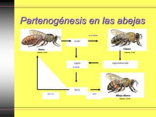 Partenogénesis en las abejas
REINA ZÁNGANO
OBRERA
espermatozoide
óvulo
larva
zigoto
jalea real polen
(diploide, fértil) (haploide, fértil)
(diploide, estéril)
no fecundado
fecundado
 
