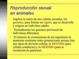 Reproducción sexual
en animales
• Implica la unión de dos células sexuales, los
gametos, para formar un zigoto, que se desarrolla
y origina un individuo adulto.
• Normalmente los gametos provienen de
individuos diferentes.
• El número de cromosomas de un organismo se
mantiene constante entre generaciones porque hay
dos tipos de división celular, la MITOSIS (para
células somáticas) y la MEIOSIS (para la
formación de gametos).
 
