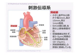10 rhythmical excitation of the heart | PDF