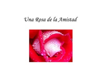 Una Rosa de la Amistad
 