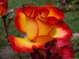 Una Para La Sinceridad
 