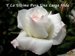 Y La Ultima Para Una Larga Vida
 