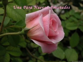 Una Para Nuevas Amistades
 