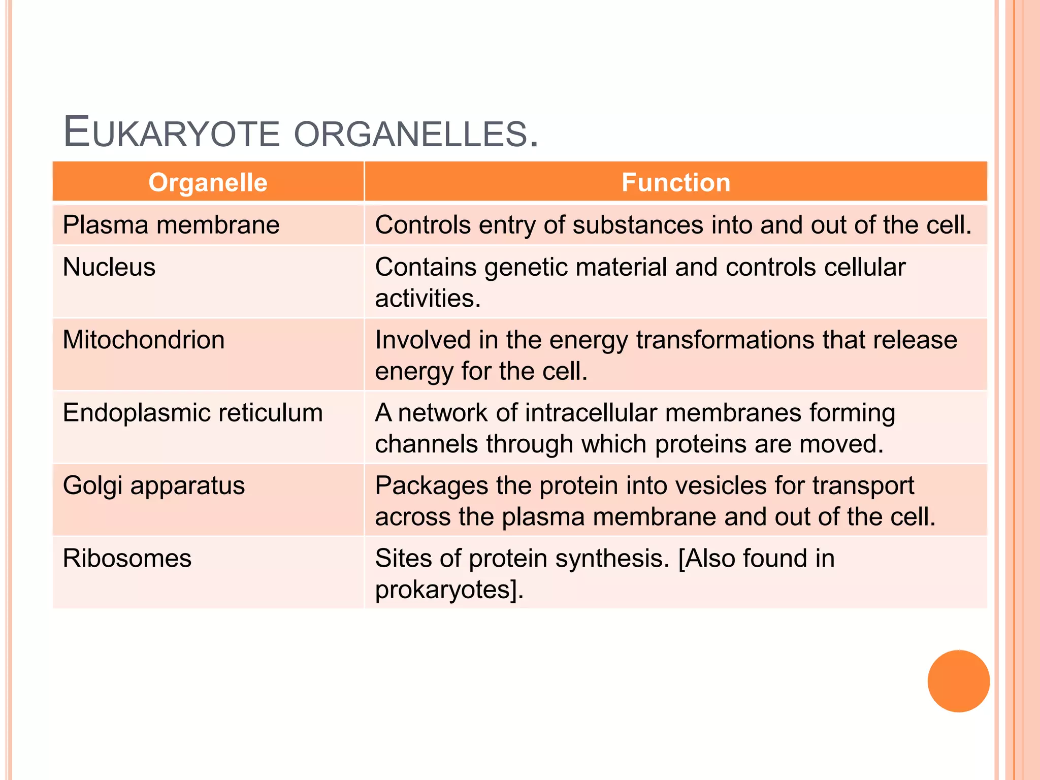 EUKARYOTE ORGANELLES.
Organelle Function
Plasma membrane Controls entry of substances into and out of the cell.
Nucleus Contains genetic material and controls cellular
activities.
Mitochondrion Involved in the energy transformations that release
energy for the cell.
Endoplasmic reticulum A network of intracellular membranes forming
channels through which proteins are moved.
Golgi apparatus Packages the protein into vesicles for transport
across the plasma membrane and out of the cell.
Ribosomes Sites of protein synthesis. [Also found in
prokaryotes].
 
