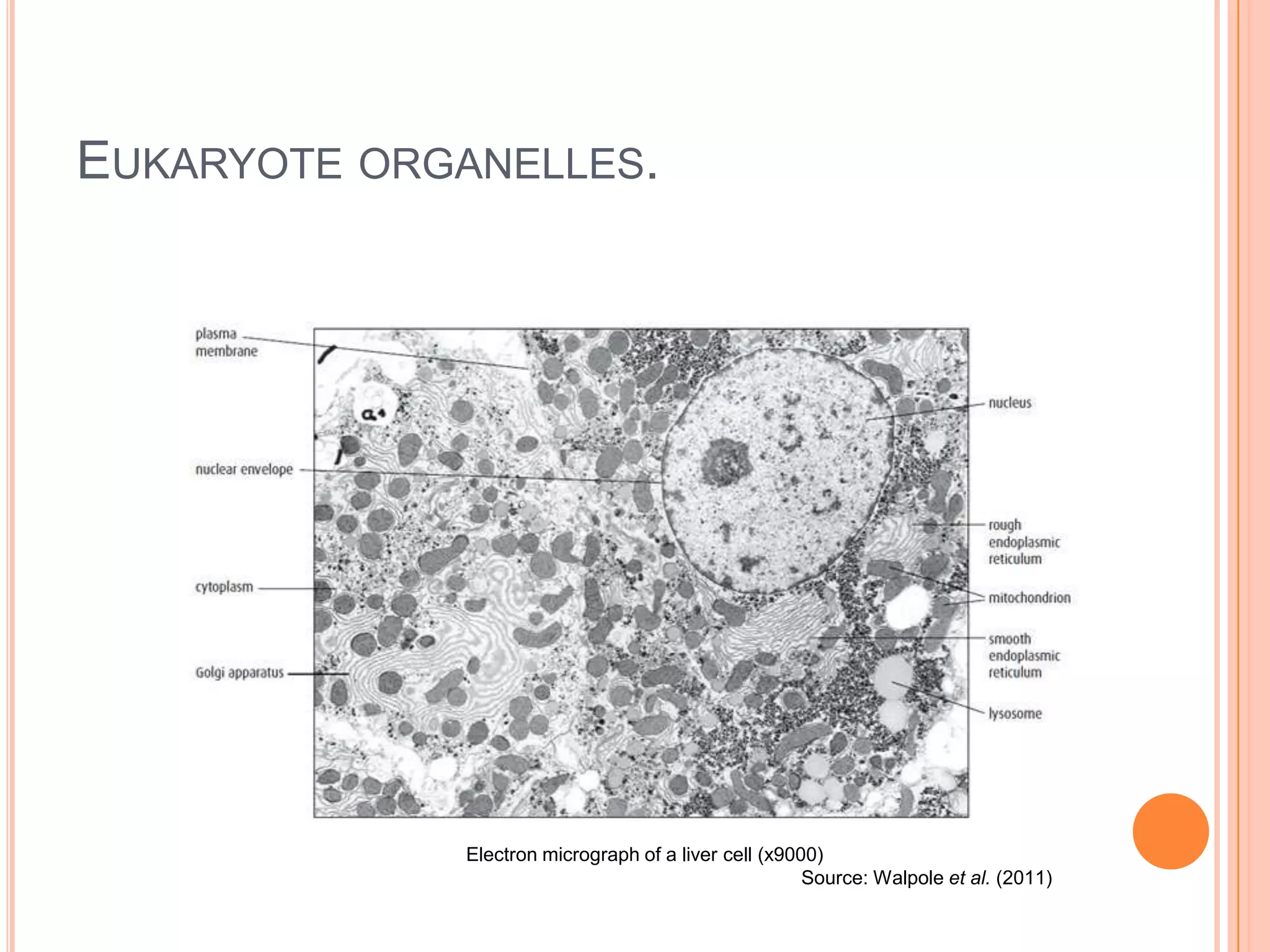 EUKARYOTE ORGANELLES.
Electron micrograph of a liver cell (x9000)
Source: Walpole et al. (2011)
 