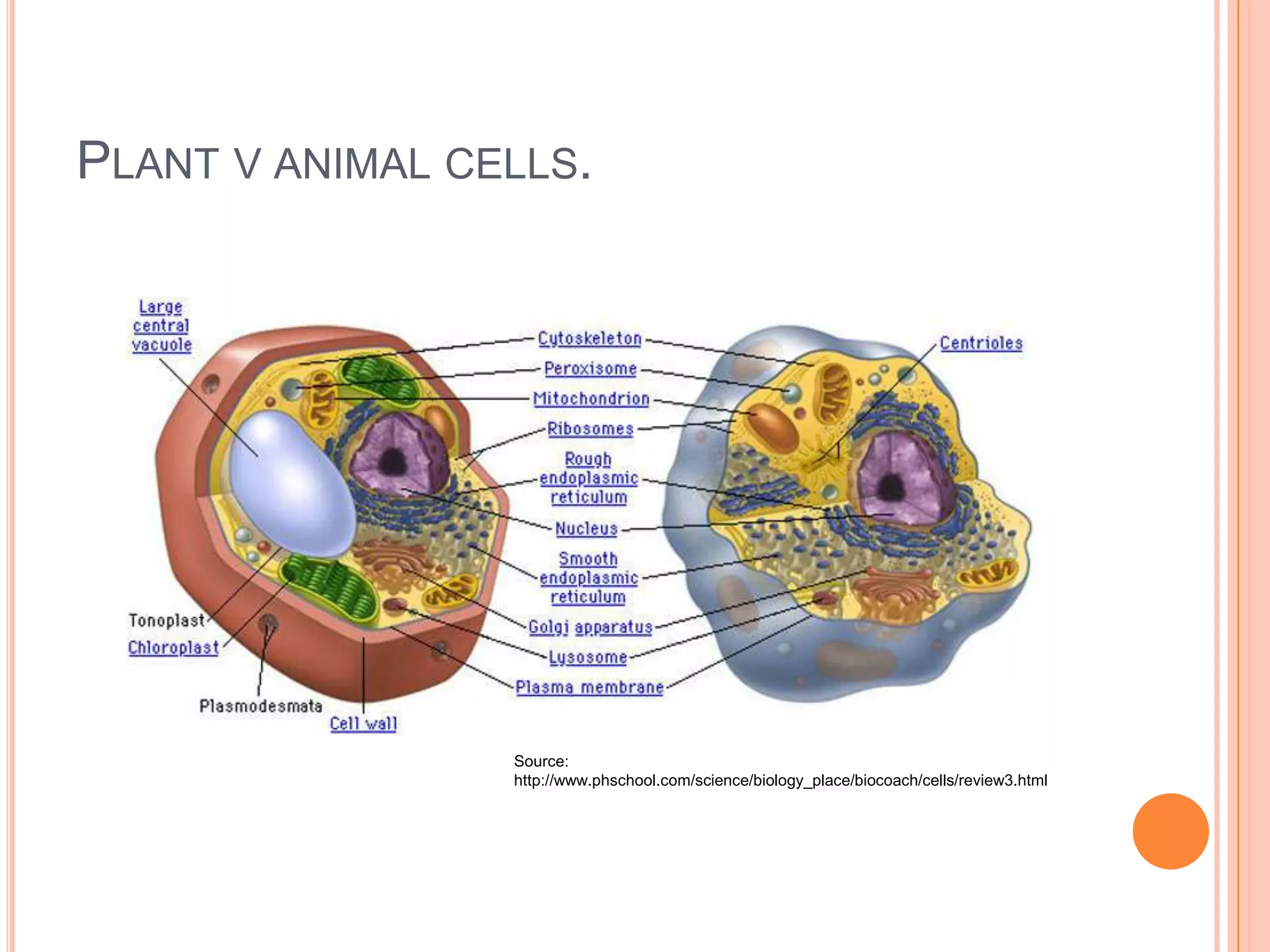 PLANT V ANIMAL CELLS.
Source:
http://www.phschool.com/science/biology_place/biocoach/cells/review3.html
 