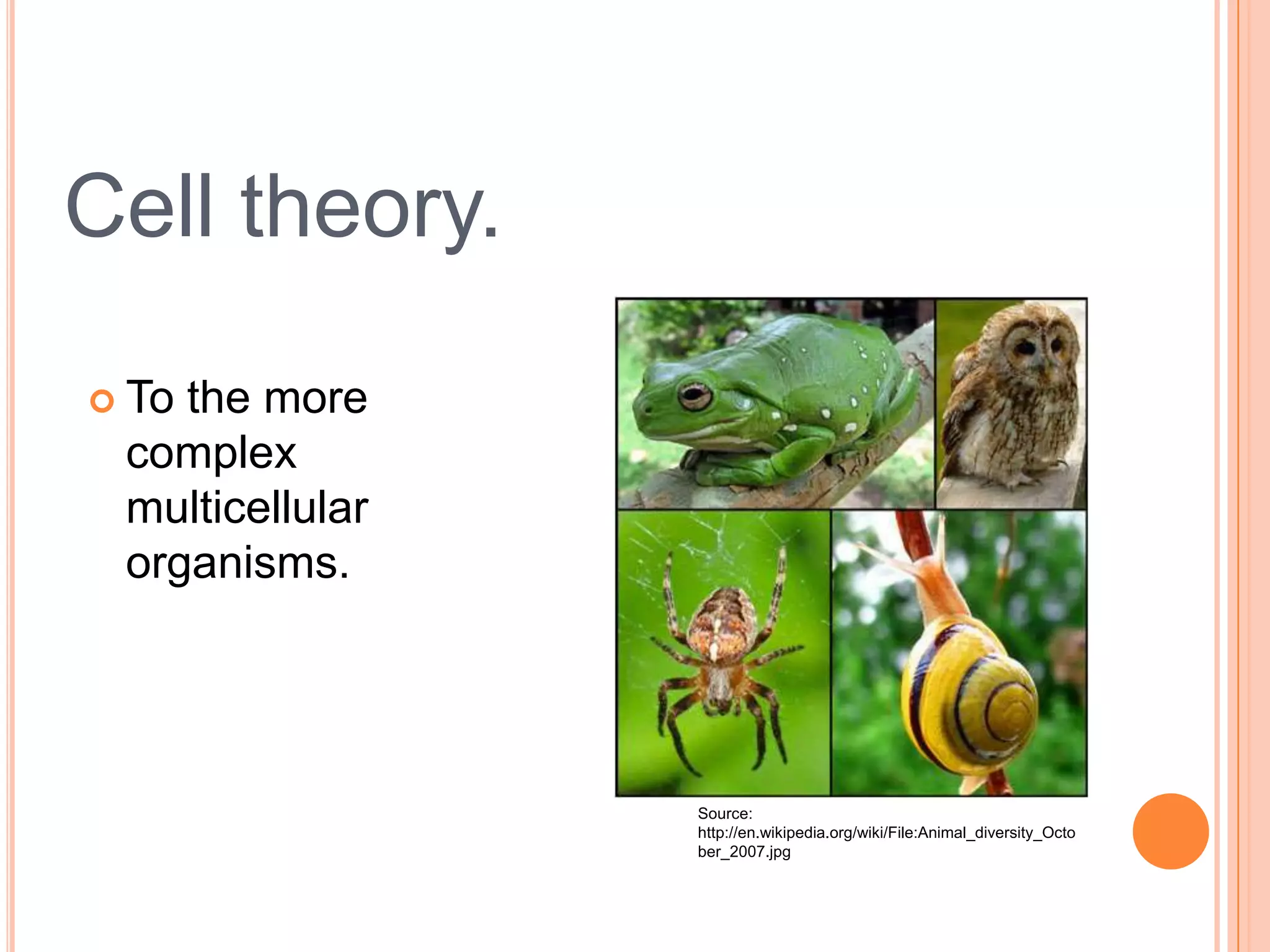  To the more
complex
multicellular
organisms.
Cell theory.
Source:
http://en.wikipedia.org/wiki/File:Animal_diversity_Octo
ber_2007.jpg
 