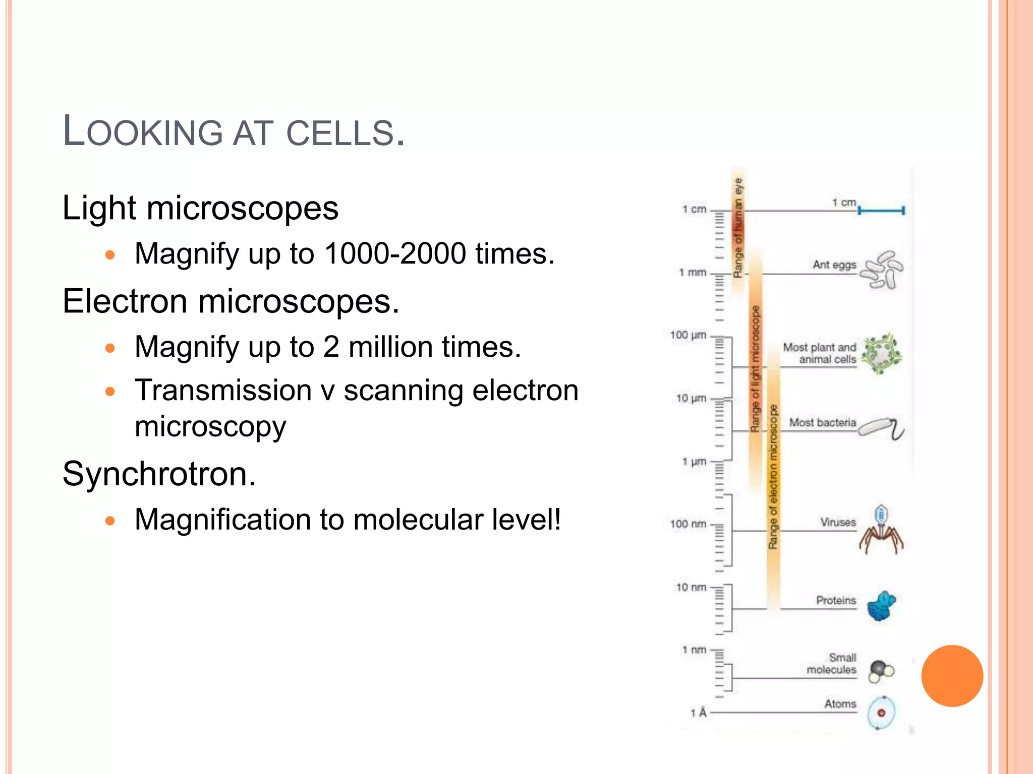LOOKING AT CELLS.
Light microscopes
 Magnify up to 1000-2000 times.
Electron microscopes.
 Magnify up to 2 million times.
 Transmission v scanning electron
microscopy
Synchrotron.
 Magnification to molecular level!
 