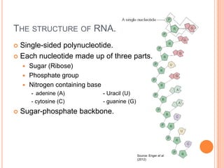 What are the 3 parts to a nucleotide