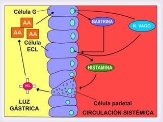 SECRECIÓN Y REGULACIÓN DE HCL