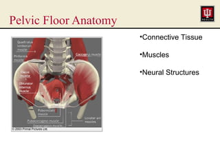 10 settles pelvic floor disorders | PDF
