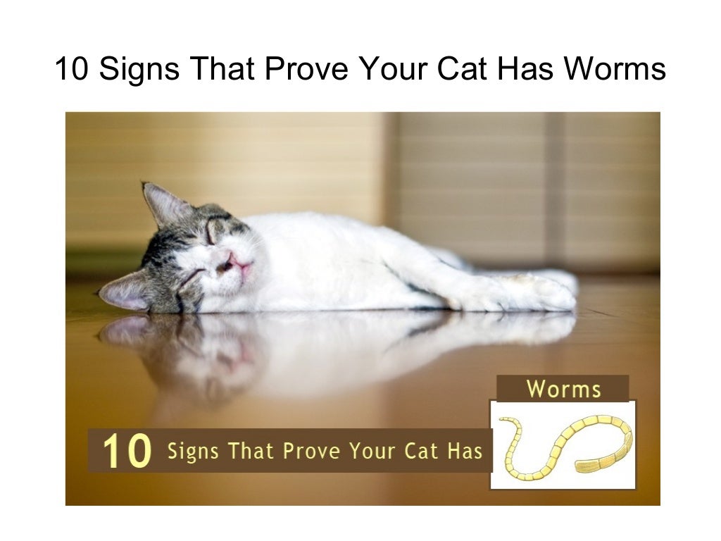 10 signs that prove your cat has worms