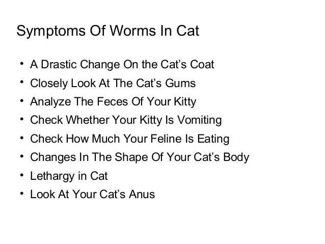 has worms 10 signs that prove your cat has worms has worms 10 signs that prove your cat has worms