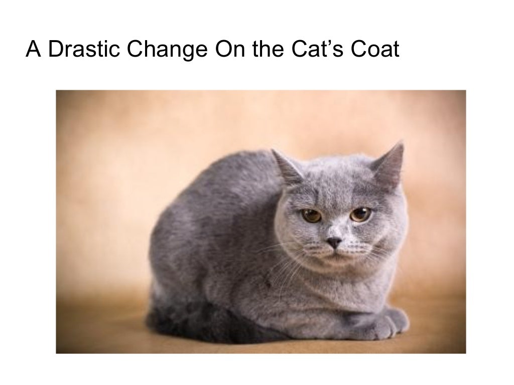 10 signs that prove your cat has worms