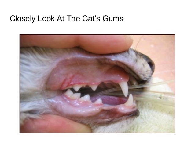 Why Does My Cat Keep Getting Tapeworms Why Does My Cat Keep Getting Tapeworms