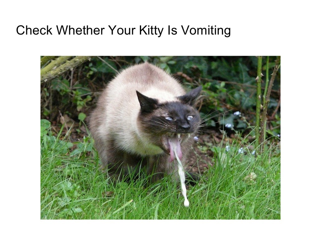 10 signs that prove your cat has worms