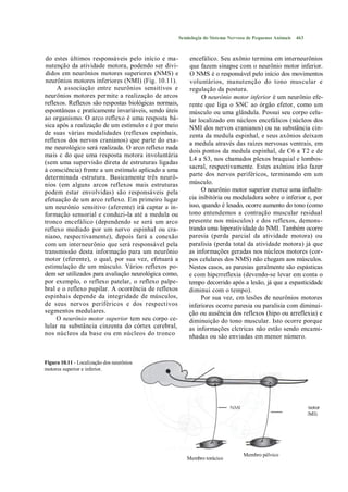 Semiologia do Sistema Nervoso de Pequenos Animais   463



do estes últimos responsáveis pelo início e ma-            encefálico. Seu axônio termina em interneurônios
nutenção da atividade motora, podendo ser divi-            que fazem sinapse com o neurônio motor inferior.
didos em neurônios motores superiores (NMS) e              O NMS é o responsável pelo início dos movimentos
neurônios motores inferiores (NMI) (Fig. 10.11).           voluntários, manutenção do tono muscular e
     A associação entre neurônios sensitivos e             regulação da postura.
neurônios motores permite a realização de arcos                  O neurônio motor inferior é um neurônio efe-
reflexos. Reflexos são respostas biológicas normais,       rente que liga o SNC ao órgão efetor, como um
espontâneas c praticamente invariáveis, sendo úteis        músculo ou uma glândula. Possui seu corpo celu-
ao organismo. O arco reflexo é uma resposta bá-            lar localizado em núcleos encefálicos (núcleos dos
sica após a realização de um estímulo e é por meio         NMI dos nervos cranianos) ou na substância cin-
de suas várias modalidades (reflexos espinhais,            zenta da medula espinhal, e seus axônios deixam
reflexos dos nervos cranianos) que parte do exa-           a medula através das raízes nervosas ventrais, em
me neurológico será realizada. O arco reflexo nada
                                                           dois pontos da medula espinhal, de C6 a T2 e de
mais c do que uma resposta motora involuntária
                                                           L4 a S3, nos chamados plexos braquial e lombos-
(sem uma supervisão direta de estruturas ligadas
                                                           sacral, respectivamente. Estes axônios irão fazer
à consciência) frente a um estímulo aplicado a uma
determinada estrutura. Basicamente três neurô-             parte dos nervos periféricos, terminando em um
nios (em alguns arcos reflexos mais estruturas             músculo.
podem estar envolvidas) são responsáveis pela                    O neurônio motor superior exerce uma influên-
efetuação de um arco reflexo. Em primeiro lugar            cia inibitória ou moduladora sobre o inferior e, por
um neurônio sensitivo (aferente) irá captar a in-          isso, quando é lesado, ocorre aumento do tono (como
formação sensorial e conduzi-la até a medula ou            tono entendemos a contração muscular residual
tronco encefálico (dependendo se será um arco              presente nos músculos) e dos reflexos, demons-
reflexo mediado por um nervo espinhal ou cra-              trando uma hiperatividade do NMI. Também ocorre
niano, respectivamente), depois fará a conexão             paresia (perda parcial da atividade motora) ou
com um interneurônio que será responsável pela             paralisia (perda total da atividade motora) já que
transmissão desta informação para um neurônio              as informações geradas nos núcleos motores (cor-
motor (eferente), o qual, por sua vez, efetuará a          pos celulares dos NMS) não chegam aos músculos.
estimulação de um músculo. Vários reflexos po-             Nestes casos, as paresias geralmente são espásticas
dem ser utilizados para avaliação neurológica como,        e com hipcrreflexia (devendo-se levar em conta o
por exemplo, o reflexo patelar, o reflexo palpe-           tempo decorrido após a lesão, já que a espasticidadc
bral e o reflexo pupilar. A ocorrência de reflexos         diminui com o tempo).
espinhais depende da integridade de músculos,                   Por sua vez, cm lesões de neurônios motores
de seus nervos periféricos e dos respectivos               inferiores ocorre paresia ou paralisia com diminui-
segmentos medulares.                                       ção ou ausência dos reflexos (hipo ou arreflexia) e
     O neurônio motor superior tem seu corpo ce-           diminuição do tono muscular. Isto ocorre porque
lular na substância cinzenta do córtex cerebral,           as informações clctricas não estão sendo encami-
nos núcleos da base ou em núcleos do tronco                nhadas ou são enviadas em menor número.


Figura 10.11 - Localização dos neurônios
                                                                        Neurônio motor superior (NMS)
motores superior e inferior.




                                                                                                     Neurônio motor
                                                                                                     inferior (NMI)




                                                                                   Membro pélvico
                                                          Membro torácico
 