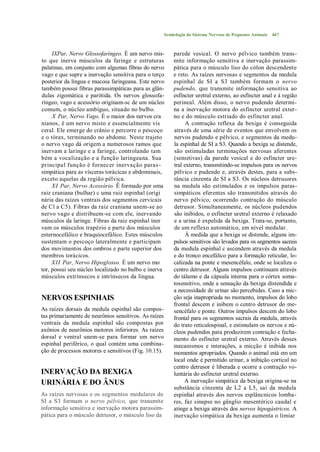 Semiologia do Sistema Nervoso de Pequenos Animais   467



     IXPar, Nervo Glossofaríngeo. É um nervo mis-          parede vesical. O nervo pélvico também trans-
to que inerva músculos da faringe e estruturas             mite informação sensitiva e inervação parassim-
palatinas, em conjunto com algumas fibras do nervo         pática para o músculo liso do cólon descendente
vago e que supre a inervação sensitiva para o terço        e reto. As raízes nervosas e segmentos da medula
posterior da língua e mucosa faringeana. Este nervo        espinhal de SI a S3 também formam o nervo
também possui fibras parassimpáticas para as glân-         pudendo, que transmite informação sensitiva ao
dulas zigomática e parótida. Os nervos glossofa-           esfíncter uretral externo, ao esfíncter anal e à região
ríngeo, vago e acessório originam-sc de um núcleo          perineal. Além disso, o nervo pudendo determi-
comum, o núcleo ambíguo, situado no bulbo.                 na a inervação motora do esfíncter uretral exter-
     X Par, Nervo Vago. É o maior dos nervos cra           no e do músculo estriado do esfíncter anal.
nianos, é um nervo misto e essencialmente vis                    A contração reflexa da bexiga é conseguida
ceral. Ele emerge do crânio e percorre o pescoço           através de uma série de eventos que envolvem os
e o tórax, terminando no abdome. Neste trajeto             nervos pudendo e pélvico, e segmentos da medu-
o nervo vago dá origem a numerosos ramos que               la espinhal de SI a S3. Quando a bexiga se distende,
inervam a laringe e a faringe, controlando tam             são estimuladas terminações nervosas aferentes
bém a vocalização e a função laringeana. Sua               (sensitivas) da parede vesical e do esfíncter ure-
principal função é fornecer inervação paras -              tral externo, transmitindo-se impulsos para os nervos
simpática para as vísceras torácicas e abdominais,         pélvico e pudendo e, através destes, para a subs-
exceto aquelas da região pélvica.                          tância cinzenta de SI a S3. Os núcleos detrusores
     XI Par, Nervo Acessório. Ê formado por uma            na medula são estimulados e os impulsos paras-
raiz craniana (bulhar) c uma raiz espinhal (origi          simpáticos eferentes são transmitidos através do
nária das raízes ventrais dos segmentos cervicais          nervo pélvico, ocorrendo contração do músculo
de Cl a C5). Fibras da raiz craniana unem-se ao            detrusor. Simultaneamente, os núcleos pudendos
nervo vago e distribuem-se com ele, inervando              são inibidos, o esfíncter uretral externo é relaxado
músculos da laringe. Fibras da raiz espinhal iner          e a urina é expelida da bexiga. Trata-se, portanto,
vam os músculos trapézio e parte dos músculos              de um reflexo automático, em nível medular.
esternocefálico e braquiocefálico. Estes músculos                À medida que a bexiga se distende, alguns im-
sustentam o pescoço lateralmente e participam              pulsos sensitivos são levados para os segmentos sacrais
dos movimentos dos ombros e parte superior dos             da medula espinhal c ascendem através da medula
membros torácicos.                                         e do tronco encefálico para a formação reticular, lo-
     XII Par, Nervo Hipoglosso. É um nervo mo              calizada na ponte e mesencéfalo, onde se localiza o
tor, possui seu núcleo localizado no bulbo e inerva        centro detrusor. Alguns impulsos continuam através
músculos extrínsecos e intrínsecos da língua.              do tálamo e da cápsula interna para o córtex soma-
                                                           tosensitivo, onde a sensação da bexiga distendida e
                                                           a necessidade de urinar são percebidas. Caso a mic-
NERVOS ESPINHAIS                                           ção seja inapropriada no momento, impulsos do lobo
                                                           frontal descem e inibem o centro detrusor do me-
As raízes dorsais da medula espinhal são compos-           sencéfalo e ponte. Outros impulsos descem do lobo
tas primariamente de neurônios sensitivos. As raízes       frontal para os segmentos sacrais da medula, através
ventrais da medula espinhal são compostas por              do trato reticulospinal, e estimulam os nervos e nú-
axônios de neurônios motores inferiores. As raízes         cleos pudendos para produzirem contração e fecha-
dorsal e ventral unem-se para formar um nervo              mento do esfíncter uretral externo. Através desses
espinhal periférico, o qual contém uma combina-            mecanismos e interações, a micção é inibida nos
ção de processos motores e sensitivos (Fig. 10.15).        momentos apropriados. Quando o animal está em um
                                                           local onde é permitido urinar, a inibição cortical no
                                                           centro detrusor é liberada e ocorre a contração vo-
INERVAÇÃO DA BEXIGA                                        luntária do esfíncter uretral externo.
URINÁRIA E DO ÂNUS                                              A inervação simpática da bexiga origina-se na
                                                           substância cinzenta de L2 a L5, sai da medula
As raízes nervosas e os segmentos medulares de             espinhal através dos nervos esplâncnicos lomba-
SI a S3 formam o nervo pélvico, que transmite              res, faz sinapse no gânglio mesentérico caudal e
informação sensitiva e inervação motora parassim-          atinge a bexiga através dos nervos hipogástricos. A
pática para o músculo detrusor, o músculo liso da          inervação simpática da bexiga aumenta o limiar
 