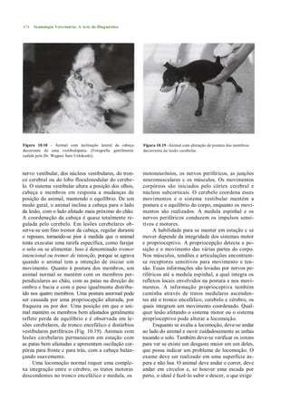 474   Semiologia Veterinária: A Arte do Diagnóstico




Figura 10.18 - Animal com inclinação lateral da cabeça      Figura 10.19 -Animal com alteração de postura dos membros
decorrente de uma vestibulopatia. (Fotografia gentilmente   decorrente de lesão cerebelar.
cedida pelo Dr. Wagner Sato Ushikoshi).



nervo vestibular, dos núcleos vestibulares, do tron-        motoneurônios, os nervos periféricos, as junções
co cerebral ou do lobo floculonodular do cerebe-            neuromusculares c os músculos. Os movimentos
lo. O sistema vestibular altera a posição dos olhos,        corpóreos são iniciados pelo córtex cerebral e
cabeça e membros em resposta a mudanças de                  núcleos subcorticais. O cerebelo coordena esses
posição do animal, mantendo o equilíbrio. De um             movimentos e o sistema vestibular mantém a
modo geral, o animal inclina a cabeça para o lado           postura e o equilíbrio do corpo, enquanto os movi-
da lesão, com o lado afetado mais próximo do chão.          mentos são realizados. A medula espinhal e os
A coordenação da cabeça é quase totalmente re-              nervos periféricos conduzem os impulsos sensi-
gulada pelo cerebelo. Em lesões cerebelares ob-             tivos e motores.
serva-se um fino tremor da cabeça, regular durante               A habilidade para se manter em estação c se
o repouso, tornando-se pior à medida que o animal           mover depende da integridade dos sistemas motor
tenta executar uma tarefa específica, como farejar          e proprioceptivo. A propriocepção detecta a po-
o solo ou se alimentar. Isso é denominado tremor            sição e o movimento das várias partes do corpo.
intencional ou tremor de intenção, porque se agrava         Nos músculos, tendões e articulações encontram-
quando o animal tem a intenção de iniciar um                se receptores sensitivos para movimento e ten-
movimento. Quanto à postura dos membros, um                 são. Essas informações são levadas por nervos pe-
animal normal se mantém com os membros per-                 riféricos até a medula espinhal, a qual integra os
pendiculares ao chão, com as patas na direção do            reflexos locais envolvidos na postura e nos movi-
ombro e bacia e com o peso igualmente distribu-             mentos. A informação proprioceptiva também
ído nos quatro membros. Uma postura anormal pode            caminha através de tratos medulares ascenden-
ser causada por uma propriocepção alterada, por             tes até o tronco encefálico, cerebelo e cérebro, os
fraqueza ou por dor. Uma posição em que o ani-              quais integram um movimento coordenado. Qual-
mal mantém os membros bem afastados geralmente              quer lesão afetando o sistema motor ou o sistema
reflete perda de equilíbrio e é observada em le-            proprioceptivo pode alterar a locomoção.
sões cerebelares, de tronco encefálico e distúrbios              Enquanto se avalia a locomoção, deve-se andar
vestibulares periféricos (Fig. 10.19). Animais com          ao lado do animal e ouvir cuidadosamente as unhas
lesões cerebelares permanecem em estação com                tocando o solo. Também deve-se verificar os coxins
as patas bem afastadas e apresentam oscilação cor-          para ver se existe um desgaste maior em um deles,
pórea para frente c para trás, com a cabeça balan-          que possa indicar um problema de locomoção. O
çando suavemente.                                           exame deve ser realizado em uma superfície ás-
     Uma locomoção normal requer uma comple-                pera e não lisa. O animal deve andar e correr, deve
xa integração entre o cérebro, os tratos motores            andar em círculos e, se houver uma escada por
descendentes no tronco encefálico e medula, os              perto, o ideal é fazê-lo subir e descer, o que exige
 