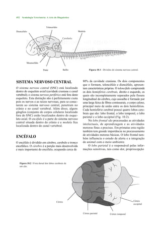 452   Semiologia Veterinária: A Arte do Diagnóstico



                              Telencéfalo
Diencéfalo                                                 Medula




          Mesencéfalo


                           Ponte               Bulbo                 Figura 10.1 - Divisões do sistema nervoso central.




SISTEMA NERVOSO CENTRAL                                       80% da cavidade craniana. Os dois componentes
                                                              que o formam, telencéfalo e diencéfalo, apresen-
O sistema nervoso central (SNC) está localizado               tam características próprias. O telencéfalo compreende
dentro do esqueleto axial (cavidade craniana e canal          os dois hemisférios cerebrais, direito e esquerdo, os
vertebral); o sistema nervoso periférico está fora deste      quais são incompletamente separados pela fissura
esqueleto. Esta distinção não é perfeitamente cxata           longitudinal do cérebro, cujo assoalho é formado por
pois os nervos e as raízes nervosas, para se conec-           uma larga faixa de fibras comissurais, o corpo caloso,
tarem ao sistema nervoso central, penetram no                 principal meio de união entre os dois hemisférios.
crânio e no canal vertebral. Além disso, alguns               Cada hemisfério cerebral possui quatro lobos cere-
gânglios (conjunto de corpos celulares localizado             brais que são: lobo frontal, o lobo temporal, o lobo
fora do SNC) estão localizados dentro do esque-               parietal c o lobo occipital (Fig. 10.2).
leto axial. O encéfalo é a parte do sistema nervoso
                                                                   No lobo frontal são processadas as atividades
central situada dentro do crânio e a medula fica
                                                              intelectuais, de aprendizagem e as atividades
localizada dentro do canal vertebral.
                                                              motoras finas e precisas. Em primatas esta região
                                                              também tem grande importância no processamento
                                                              de atividades motoras básicas. O lobo frontal tam-
ENCÉFALO                                                      bém influencia o estado de alerta e a integração
O encéfalo é dividido em cérebro, cerebelo e tronco           do animal com o meio ambiente.
encefálico. O cérebro é a porção mais desenvolvida                 O lobo parietal é o responsável pelas infor-
e mais importante do encéfalo, ocupando cerca de              mações sensitivas, tais como dor, propriocepção



   Figura 10.2 -Vista dorsal dos lobos cerebrais de
   um cão.




                                        Córtex                                                                   Córtex
                                        frontal                                                                  occipital



                                                               Córtex parietal            Córtex temporal
 