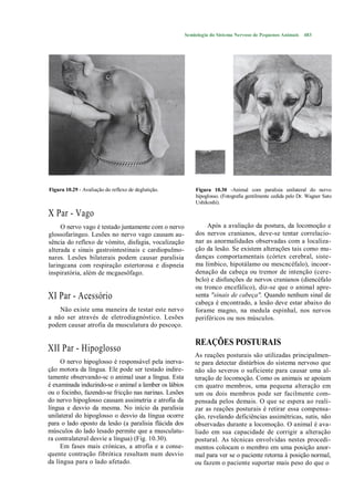 Semiologia do Sistema Nervoso de Pequenos Animais     483




Figura 10.29 - Avaliação do reflexo de deglutição.         Figura 10.30 -Animal com paralisia unilateral do nervo
                                                           hipoglosso. (Fotografia gentilmente cedida pelo Dr. Wagner Sato
                                                           Ushikoshi).

X Par - Vago
     O nervo vago é testado juntamente com o nervo             Após a avaliação da postura, da locomoção e
glossofaríngeo. Lesões no nervo vago causam au-            dos nervos cranianos, deve-se tentar correlacio-
sência do reflexo de vómito, disfagia, vocalização         nar as anormalidades observadas com a localiza-
alterada e sinais gastrointestinais c cardiopulmo-         ção da lesão. Se existem alterações tais como mu-
nares. Lesões bilaterais podem causar paralisia            danças comportamentais (córtex cerebral, siste-
laringcana com respiração estertorosa e dispneia           ma límbico, hipotálamo ou mescncéfalo), incoor-
inspiratória, além de mcgaesôfago.                         denação da cabeça ou tremor de intenção (cere-
                                                           bclo) e disfunções de nervos cranianos (diencéfalo
                                                           ou tronco encefálico), diz-se que o animal apre-
XI Par - Acessório                                         senta "sinais de cabeça". Quando nenhum sinal de
                                                           cabeça é encontrado, a lesão deve estar abaixo do
    Não existe uma maneira de testar este nervo            forame magno, na medula espinhal, nos nervos
a não ser através de eletrodiagnóstico. Lesões             periféricos ou nos músculos.
podem causar atrofia da musculatura do pescoço.

                                                           REAÇÕES POSTURAIS
XII Par - Hipoglosso
                                                           As reações posturais são utilizadas principalmen-
     O nervo hipoglosso é responsável pela inerva-         te para detectar distúrbios do sistema nervoso que
ção motora da língua. Ele pode ser testado indire-         não são severos o suficiente para causar uma al-
tamente observando-sc o animal usar a língua. Esta         teração de locomoção. Como os animais se apoiam
é examinada induzindo-se o animal a lamber os lábios       cm quatro membros, uma pequena alteração em
ou o focinho, fazendo-se fricção nas narinas. Lesões       um ou dois membros pode ser facilmente com-
do nervo hipoglosso causam assimetria e atrofia da         pensada pelos demais. O que se espera ao reali-
língua e desvio da mesma. No início da paralisia           zar as reações posturais é retirar essa compensa-
unilateral do hipoglosso o desvio da língua ocorre         ção, revelando deficiências assimétricas, sutis, não
para o lado oposto da lesão (a paralisia flácida dos       observadas durante a locomoção. O animal é ava-
músculos do lado lesado permite que a musculatu-           liado em sua capacidade de corrigir a alteração
ra contralateral desvie a língua) (Fig. 10.30).            postural. As técnicas envolvidas nestes procedi-
     Em fases mais crónicas, a atrofia e a conse-          mentos colocam o membro em uma posição anor-
quente contração fibrótica resultam num desvio             mal para ver se o paciente retorna à posição normal,
da língua para o lado afetado.                             ou fazem o paciente suportar mais peso do que o
 