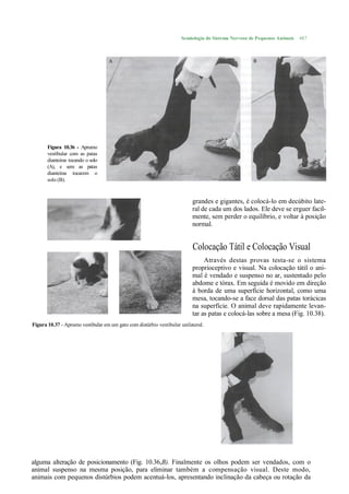Semiologia do Sistema Nervoso de Pequenos Animais   487




       Figura 10.36 - Aprumo
       vestibular com as patas
       dianteiras tocando o solo
       (A), e sem as patas
       dianteiras tocarem o
       solo (B).



                                                                          grandes e gigantes, é colocá-lo em decúbito late-
                                                                          ral de cada um dos lados. Ele deve se erguer facil-
                                                                          mente, sem perder o equilíbrio, e voltar à posição
                                                                          normal.


                                                                          Colocação Tátil e Colocação Visual
                                                                               Através destas provas testa-se o sistema
                                                                          proprioceptivo e visual. Na colocação tátil o ani-
                                                                          mal é vendado e suspenso no ar, sustentado pelo
                                                                          abdome e tórax. Em seguida é movido em direção
                                                                          à borda de uma superfície horizontal, como uma
                                                                          mesa, tocando-se a face dorsal das patas torácicas
                                                                          na superfície. O animal deve rapidamente levan-
                                                                          tar as patas e colocá-las sobre a mesa (Fig. 10.38).
Figura 10.37 - Aprumo vestibular em um gato com distúrbio vestibular unilateral.




alguma alteração de posicionamento (Fig. 10.36,B). Finalmente os olhos podem ser vendados, com o
animal suspenso na mesma posição, para eliminar também a compensação visual. Deste modo,
animais com pequenos distúrbios podem acentuá-los, apresentando inclinação da cabeça ou rotação da
 