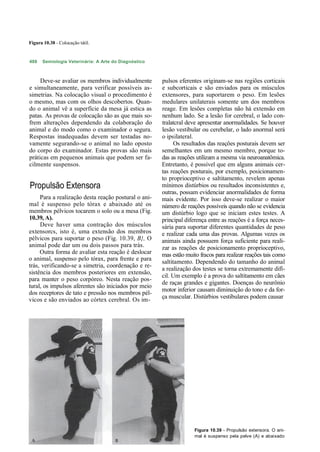 Figura 10.38 - Colocação tátil.


488   Semiologia Veterinária: A Arte do Diagnóstico



     Deve-se avaliar os membros individualmente       pulsos eferentes originam-se nas regiões corticais
e simultaneamente, para verificar possíveis as-       e subcorticais e são enviados para os músculos
simetrias. Na colocação visual o procedimento é       extensores, para suportarem o peso. Em lesões
o mesmo, mas com os olhos descobertos. Quan-          medulares unilaterais somente um dos membros
do o animal vê a superfície da mesa já estica as      reage. Em lesões completas não há extensão em
patas. As provas de colocação são as que mais so-     nenhum lado. Se a lesão for cerebral, o lado con-
frem alterações dependendo da colaboração do          tralatcral deve apresentar anormalidades. Se houver
animal e do modo como o examinador o segura.          lesão vestibular ou cerebelar, o lado anormal será
Respostas inadequadas devem ser testadas no-          o ipsilateral.
vamente segurando-se o animal no lado oposto                Os resultados das reações posturais devem ser
do corpo do examinador. Estas provas são mais         semelhantes em um mesmo membro, porque to-
práticas em pequenos animais que podem ser fa-        das as reações utilizam a mesma via neuroanatômica.
cilmente suspensos.                                   Entretanto, é possível que em alguns animais cer-
                                                      tas reações posturais, por exemplo, posicionamen-
                                                      to proprioceptivo e saltitamento, revelem apenas
Propulsão Extensora                                   mínimos distúrbios ou resultados inconsistentes e,
                                                      outras, possam evidenciar anormalidades de forma
     Para a realização desta reação postural o ani-   mais evidente. Por isso deve-se realizar o maior
mal é suspenso pelo tórax e abaixado até os           número de reações possíveis quando não se evidencia
membros pélvicos tocarem o solo ou a mesa (Fig.       um distúrbio logo que se iniciam estes testes. A
10.39, A).                                            principal diferença entre as reações é a força neces-
     Deve haver uma contração dos músculos            sária para suportar diferentes quantidades de peso
extensorcs, isto é, uma extensão dos membros          e realizar cada uma das provas. Algumas vezes os
pélvicos para suportar o peso (Fig. 10.39, B}, O      animais ainda possuem força suficiente para reali-
animal pode dar um ou dois passos para trás.          zar as reações de posicionamento proprioceptivo,
     Outra forma de avaliar esta reação é deslocar    mas estão muito fracos para realizar reações tais como
o animal, suspenso pelo tórax, para frente e para     saltitamento. Dependendo do tamanho do animal
trás, verificando-se a simetria, coordenação e re-
                                                      a realização dos testes se torna extremamente difí-
sistência dos membros posteriores em extensão,
                                                      cil. Um exemplo é a prova do saltitamento em cães
para manter o peso corpóreo. Nesta reação pos-
                                                      de raças grandes e gigantes. Doenças do neurônio
tural, os impulsos aferentes são iniciados por meio
                                                      motor inferior causam diminuição do tono e da for-
dos receptores de tato e pressão nos membros pél-
vicos e são enviados ao córtex cerebral. Os im-       ça muscular. Distúrbios vestibulares podem causar




                                                                    Figura 10.39 - Propulsão extensora. O ani-
                                                                    mal é suspenso pela pelve (A) e abaixado
 