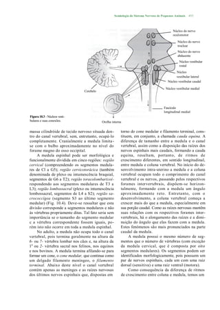 Semiologia do Sistema Nervoso de Pequenos Animais   455



                                                                                              Núcleo do nervo
                                                                                              oculomotor

                                                                                                 Núcleo do nervo
                                                                                                 troclear
                                                                                                 Núcleo do nervo
                                                                                                 abducente
                                                                                                   Núcleo vestibular
                                                                                                   rostal
                                                                                                Núcleo
                                                                                               vestibular lateral
                                                                                          Núcleo vestibular caudal

                                                                                         Núcleo vestibular medial
                                 Cerebelo



                                                                                        Fascículo
                                                                                        longitudinal medial
Figura 10.3 - Núcleos vesti-
bulares e suas conexões.                    Orelha interna

massa cilindróide de tecido nervoso situada den-          torno do cone medular e filamento terminal, cons-
tro do canal vertebral, sem, entretanto, ocupá-lo         tituem, em conjunto, a chamada cauda equina. A
completamente. Cranialmente a medula limita -             diferença de tamanho entre a medula e o canal
se com o bulbo aproximadamente no nível do                vertebral, assim como a disposição das raízes dos
forame magno do osso occipital.                           nervos espinhais mais caudais, formando a cauda
     A medula espinhal pode ser morfológica e             equina, resultam, portanto, de ritmos de
funcionalmente dividida em cinco regiões: região          crescimento diferentes, em sentido longitudinal,
cervical (compreendendo os segmentos medula-              entre medula e coluna vertebral. No início do de-
res de Cl a G5); região cervicotorácica (também           senvolvimento intra-uterino a medula e a coluna
denominada de plexo ou intumescência braquial,            vertebral ocupam todo o comprimento do canal
segmentos de G6 a T2); região toracolombar(coí-           vertebral e os nervos, passando pelos respectivos
respondendo aos segmentos medulares de T3 a               forames intervertebrais, dispõem-se horizon-
L3); região lombossacral (plexo ou intumescência          talmente, formando com a medula um ângulo
lombossacral, segmentos de L4 a S2); região sa-           apr oximadamente r eto. Entr etanto, com o
crococcígea (segmento S3 ao último segmento               desenvolvimento, a coluna vertebral começa a
medular) (Fig. 10.4). Deve-se ressaltar que esta          crescer mais do que a medula, especialmente em
divisão corresponde a segmentos medulares e não           sua porção caudal. Como as raízes nervosas mantêm
às vértebras propriamente ditas. Tal fato seria sem       suas relações com os respectivos forames inter-
importância se o tamanho do segmento medular              vertebrais, há o alongamento das raízes e a dimi-
c a vértebra correspondente fossem iguais, po-            nuição do ângulo que elas fazem com a medula.
rém isto não ocorre em toda a medula espinhal.            Estes fenómenos são mais pronunciados na parte
     No adulto, a medula não ocupa todo o canal           caudal da medula.
vertebral, pois termina geralmente na altura da                A medula possui o mesmo número de seg-
6- ou 7- vértebra lombar nos cães e, na altura da         mentos que o número de vértebras (com exceção
1a ou 2- vértebra sacral nos felinos, nos equinos         da medula cervical, que é composta por oito
e nos bovinos. A medula termina afilando-se para          segmentos medulares). Os segmentos podem ser
formar um cone, o cone medular, que continua como         identificados morfologicamente, pois possuem um
um delgado filamento meníngeo, o filamento                par de nervos espinhais, cada um com uma raiz
terminal. Abaixo deste nível o canal vertebral            dorsal (sensitiva) e uma raiz ventral (motora).
contém apenas as meninges e as raízes nervosas                 Como consequência da diferença de ritmos
dos últimos nervos espinhais que, dispostas em            de crescimento entre coluna e medula, temos um
 