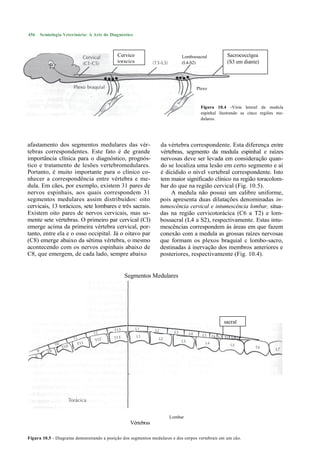 456   Semiologia Veterinária: A Arte do Diagnóstico



                                           Cervico                         Lombossacral          Sacrococcígea
                                           toracica                        (L4-S2)               (S3 em diante)



                                                                                  Plexo
                                                                                  lombossa
                                                                                  cral
                                                                                    Figura 10.4 -Vista lateral da medula
                                                                                    espinhal ilustrando as cinco regiões me-
                                                                                    dulares.




afastamento dos segmentos medulares das vér-                    da vértebra correspondente. Esta diferença entre
tebras correspondentes. Este fato é de grande                   vértebras, segmento da medula espinhal e raízes
importância clínica para o diagnóstico, prognós-                nervosas deve ser levada em consideração quan-
tico e tratamento de lesões vertebromedulares.                  do se localiza uma lesão em certo segmento e aí
Portanto, é muito importante para o clínico co-                 é dicidido o nível vertebral correspondente. Isto
nhecer a correspondência entre vértebra e me-                   tem maior significado clínico na região toracolom-
dula. Em cães, por exemplo, existem 31 pares de                 bar do que na região cervical (Fig. 10.5).
nervos espinhais, aos quais correspondem 31                          A medula não possui um calibre uniforme,
segmentos medulares assim distribuídos: oito                    pois apresenta duas dilatações denominadas in-
cervicais, 13 torácicos, sete lombares e três sacrais.          tumescência cervical e intumescência lombar, situa-
Existem oito pares de nervos cervicais, mas so-                 das na região cervicotorácica (C6 a T2) e lom-
mente sete vértebras. O primeiro par cervical (Cl)              bossacral (L4 a S2), respectivamente. Estas intu-
emerge acima da primeira vértebra cervical, por-                mescências correspondem às áreas em que fazem
tanto, entre ela e o osso occipital. Já o oitavo par            conexão com a medula as grossas raízes nervosas
(C8) emerge abaixo da sétima vértebra, o mesmo                  que formam os plexos braquial c lombo-sacro,
acontecendo com os nervos espinhais abaixo de                   destinadas à inervação dos membros anteriores e
C8, que emergem, de cada lado, sempre abaixo                    posteriores, respectivamente (Fig. 10.4).


                                               Segmentos Medulares
                    Torácico                                                                    Sacral




                                                                                               sacral




                                                                                  Lombar


                                                                     Lombar
                                                  Vértebras

Figura 10.5 - Diagrama demonstrando a posição dos segmentos medulares e dos corpos vertebrais em um cão.
 