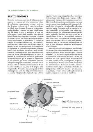 458     Semiologia Veterinária: A Arte do Diagnóstico



TRATOS MOTORES                                                 neurônio motor em grande parte se faz por meio do
                                                               trato corticospinhal. Dados mais recentes, eviden-
Os tratos motores podem ser divididos em dois                  ciando que o chamado sistema extrapiramidal tam-
grupos: os responsáveis pelo movimento volun-                  bém controla os movimentos voluntários, vieram a
tário (flexores) c aqueles para postura e sustenta-            mostrar que a conceituação de dois sistemas inde-
ção do corpo (extensores). O cerebclo modula a                 pendentes, piramidal e extrapiramidal, não pode
atividade dos sistemas flexores c extensores e                 mais ser aceita. Entretanto, pode-se manter os ter-
produz flexão e extensão suaves e coordenadas.                 mos piramidal e extrapiramidal para indicar res-
Até há algum tempo as estruturas e vias que                    pectivamente as vias motoras que passam ou não
influenciam a motricidade somática eram agrupa-                pelas pirâmides bulbares em seu trajeto até a
das em dois grandes sistemas, o piramidal e o extra-           medula. Desta forma, as vias piramidais compreen-
piramidal, termos que foram amplamente empre-                  dem dois tratos: o corticospinal e seu correspon-
gados, especialmente na área clínica. O sistema pi-            dente, no tronco encefálico, o trato corticonuclear.
ramidal, compreendendo os tratos corticospinal e               Por outro lado, as vias extrapiramidais compreen-
corticonuclear, assim como suas áreas corticais de             dem os tratos rubrospinal, tectospinal, vestibulospinal
origem, seria o único responsável pelos movimen-               c reticulospinal.
tos voluntários. Já o sistema extrapiramidal, compreen-             O trato rubrospinal começa no núcleo rubro
dendo todas as demais estruturas c vias motoras                do mesencéfalo, imediatamente cruza para o lado
somáticas, seria responsável pelos movimentos au-              oposto e descende, através do tronco, para a medula
tomáticos, assim como pela regulação do tono e da              espinhal. Ele é o mais importante trato motor
postura. A validade desta divisão foi questionada              voluntário ou de atividade muscular flexora em
quando se verificou que os núcleos do corpo estria-            animais. Em cães e gatos, lesões mesenccfálicas
do, em humanos, por muitos considerado o sistema               ou mais caudais podem causar paresia ou parali-
extrapiramidal propriamente dito, exerciam sua in-             sia de membros. O trato rubrospinal localiza-se
fluência sobre os neurônios motores através do tra-            no funículo lateral da medula espinhal, medial-
to corticospinhal, ou seja, através do próprio siste-          mente aos tratos espinocerebelares. Portanto, em
ma piramidal. O mesmo raciocínio pode ser feito                compressões medulares externas progressivas,
em relação ao cerebelo, frequentemente incluído                inicialmente observa-se incoordcnação motora c
no sistema extrapiramidal, cuja influência sobre o             depois paresia ou paralisia de membros.


                                                          Fascículo grácil

                                                                Fascículo cuneiforme

                                                                             Espinocerebelar
                                                                             dorsal

Corticospinal lateral                                                               Propriospinal



                                                                               Espinocerebelar
      Rubrospinal
                                                                               ventral
                                                                                            Figura 10.7 - Corte transversal da
                                                                                            medula espinhal mostrando a
      Reticulospinal
                                                                     Espirotalâmico
                                                                                               localização dos tratos motores e
      Vestibulospinal lateral
                                                                         Corticospinal
                                                                         ventral
                                                                                               sensitivos.
                                                        Sensitivo



                       Vestibulospinal ventral
 