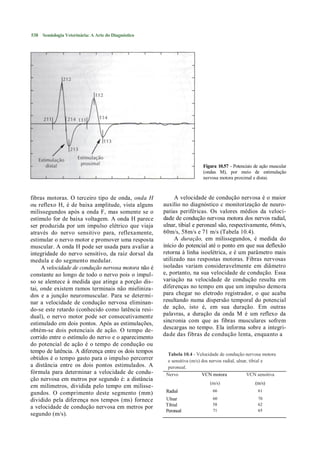 538 Semiologia Veterinária: A Arte do Diagnóstico




                                                                         Figura 10.57 - Potenciais de ação muscular
                                                                         (ondas M), por meio de estimulação
                                                                         nervosa motora proximal e distai.



fibras motoras. O terceiro tipo de onda, onda H            A velocidade de condução nervosa é o maior
ou reflexo H, é de baixa amplitude, vista alguns      auxílio no diagnóstico c monitorização de neuro-
milissegundos após a onda F, mas somente se o         patias periféricas. Os valores médios da veloci-
estímulo for de baixa voltagem. A onda H parece       dade de condução nervosa motora dos nervos radial,
ser produzida por um impulso elétrico que viaja       ulnar, tibial e peroneal são, respectivamente, 66m/s,
através do nervo sensitivo para, reflexamente,        60m/s, 58m/s e 71 m/s (Tabela 10.4).
estimular o nervo motor e promover uma resposta            A duração, em milissegundos, é medida do
muscular. A onda H pode ser usada para avaliar a      início do potencial até o ponto em que sua deflexão
integridade do nervo sensitivo, da raiz dorsal da     retorna à linha isoelétrica, e é um parâmetro mais
medula e do segmento medular.                         utilizado nas respostas motoras. Fibras nervosas
     A velocidade de condução nervosa motora não é    isoladas variam consideravelmente em diâmetro
constante ao longo de todo o nervo pois o impul-      e, portanto, na sua velocidade de condução. Essa
so se alentece à medida que atinge a porção dis-      variação na velocidade de condução resulta em
tai, onde existem ramos terminais não mieliniza-      diferenças no tempo em que um impulso demora
dos e a junção neuromuscular. Para se determi-        para chegar no eletrodo registrador, o que acaba
nar a velocidade de condução nervosa eliminan-        resultando numa dispersão temporal do potencial
do-se este retardo (conhecido como latência resi-     de ação, isto é, em sua duração. Em outras
dual), o nervo motor pode ser consecutivamente        palavras, a duração da onda M é um reflexo da
estimulado em dois pontos. Após as estimulações,      sincronia com que as fibras musculares sofrem
obtém-se dois potenciais de ação. O tempo de-         descargas no tempo. Ela informa sobre a integri-
corrido entre o estímulo do nervo e o aparecimento    dade das fibras de condução lenta, enquanto a
do potencial de ação é o tempo de condução ou
tempo de latência. A diferença entre os dois tempos     Tabela 10.4 - Velocidade de condução nervosa motora
obtidos é o tempo gasto para o impulso percorrer        e sensitiva (m/s) dos nervos radial, ulnar, tibial e
a distância entre os dois pontos estimulados. A         peroneal.
fórmula para determinar a velocidade de condu-         Nervo              VCN motora              VCN sensitiva
ção nervosa em metros por segundo é: a distância
                                                                             (m/s)                  (m/s)
em milímetros, dividida pelo tempo em milisse-
                                                       Radial                 66                     61
gundos. O comprimento deste segmento (mm)
dividido pela diferença nos tempos (ms) fornece        Ulnar                  60                     70
                                                       Tibial                 58                     62
a velocidade de condução nervosa em metros por
                                                       Peroneal               71                     65
segundo (m/s).
 