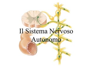Il Sistema Nervoso
Autonomo

 