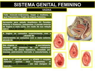 10 Sistemas Genitais Masculino E Feminino pdf 10 Sistemas Genitais Masculino E Feminino pdf