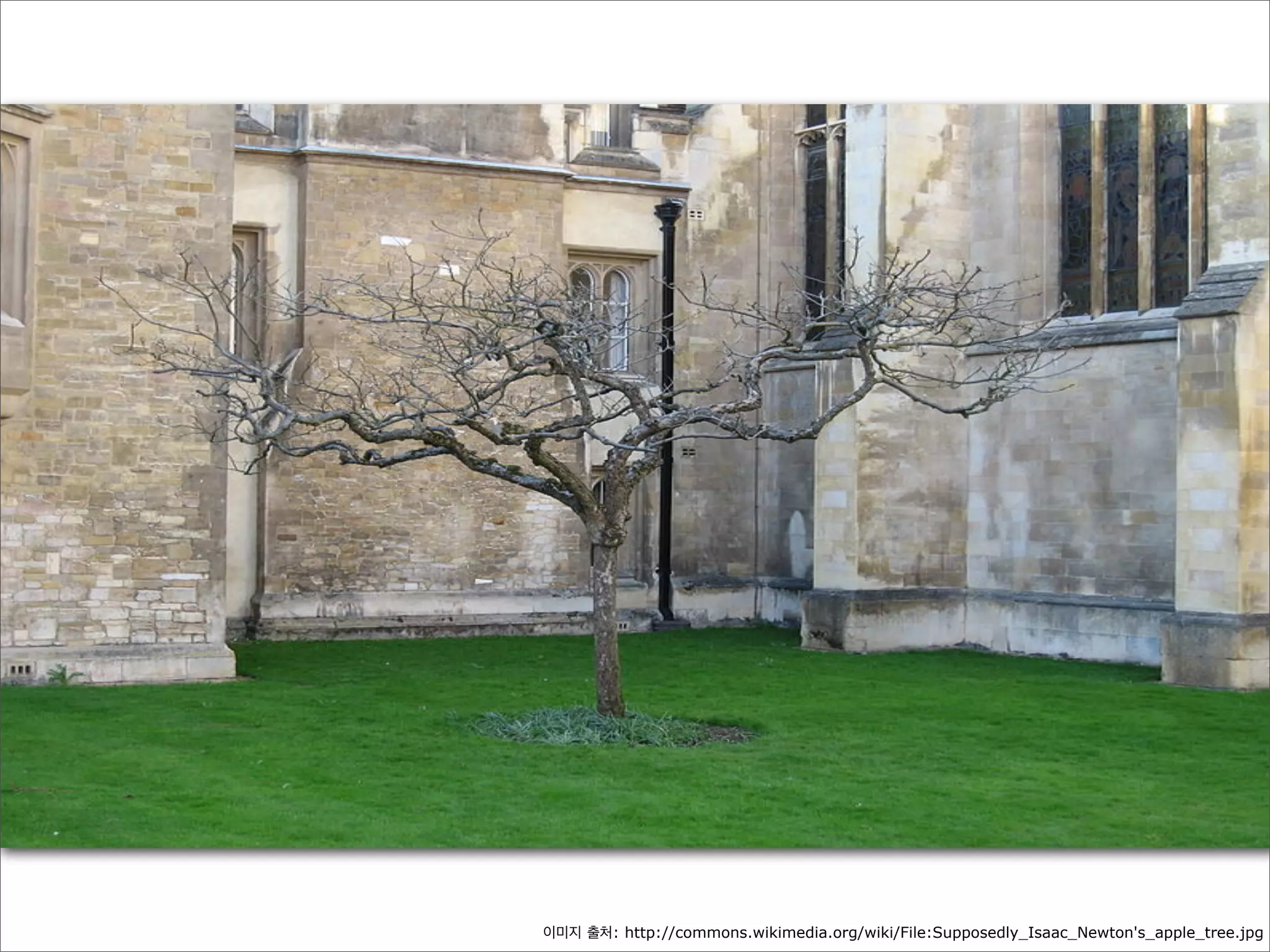 이미지 출처: http://commons.wikimedia.org/wiki/File:Supposedly_Isaac_Newton's_apple_tree.jpg

 