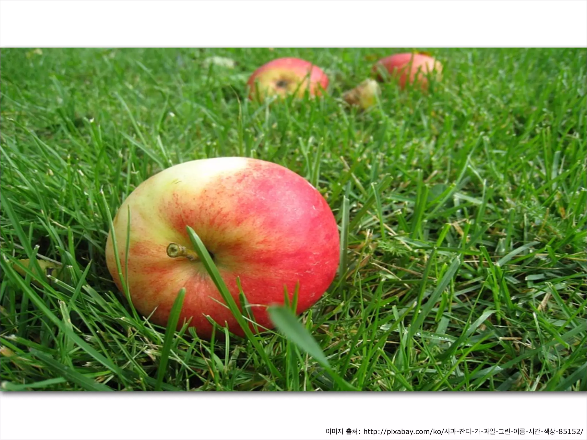 이미지 출처: http://pixabay.com/ko/사과-잔디-가-과일-그린-여름-시간-색상-85152/

 