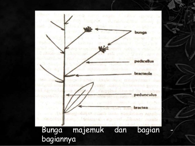  Gambar  Kuliah 9 Dunia Tumbuhan 15 24 16 Struktur Bunga 